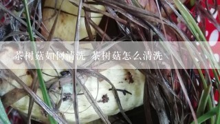 茶树菇如何清洗 茶树菇怎么清洗