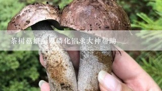 茶树菇蛆虫用磷化铝求大神帮助