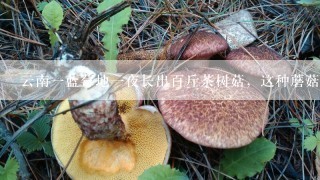 云南一蓝莓地一夜长出百斤茶树菇，这种蘑菇可以食用