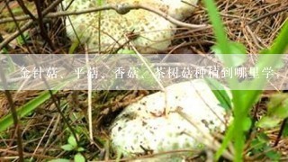 金针菇、平菇、香菇、茶树菇种植到哪里学，学种菇技术到哪里学