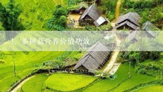 茶树菇营养价值功效