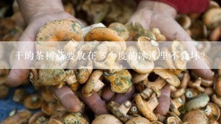 干的茶树菇要放在多少度的冰库里不会坏？