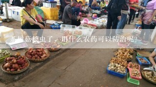 茶树菇长虫了，用什么农药可以防治呢？