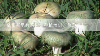 泉州哪里有茶树菇种植培训。急急急！