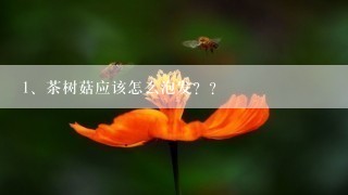 茶树菇应该怎么泡发？？