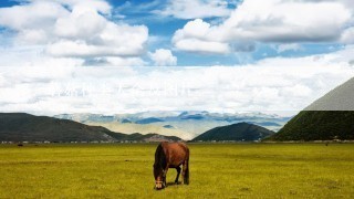 蘑菇种类大全及图片