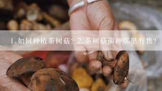 <br/>1、如何种植茶树菇? <br/>2、茶树菇菌种哪里有售?