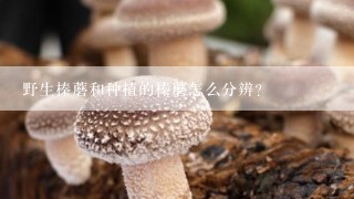 野生榛蘑和种植的榛蘑怎么分辨？