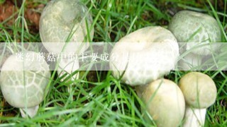 迷幻蘑菇中的主要成分是什么?