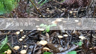 野生菌有毒吗？