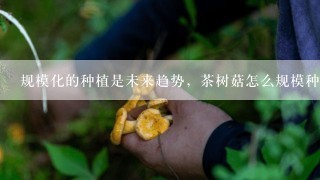 规模化的种植是未来趋势，茶树菇怎么规模种植？