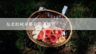 东北松树伞蘑菇的采摘期