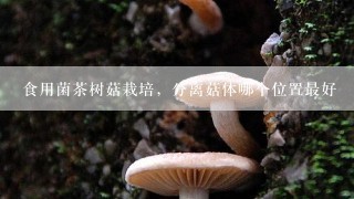 食用菌茶树菇栽培，分离菇体哪个位置最好