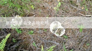 新鲜茶树菇变黄能吃吗