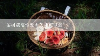 茶树菇要泡发多久才可以煮