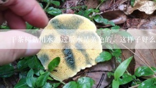 干茶树菇用水泡过后水是黄色的，这样子好么？