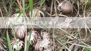 湖南长沙茶树菇批发在哪里