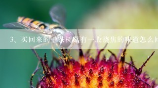 买回来的干茶树菇有一股烧焦的味道怎么回事？