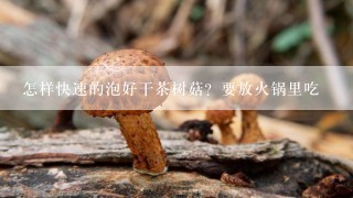 怎样快速的泡好干茶树菇？要放火锅里吃