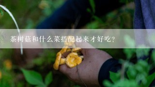 茶树菇和什么菜搭配起来才好吃？