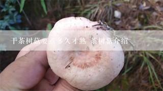 干茶树菇要煮多久才熟 茶树菇介绍