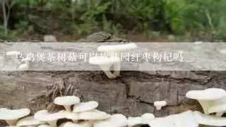 乌鸡煲茶树菇可以放桂园红枣枸杞吗