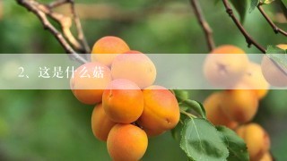 这是什么菇