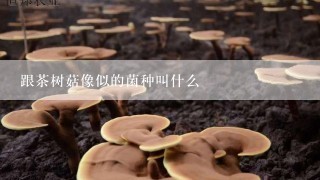 跟茶树菇像似的菌种叫什么