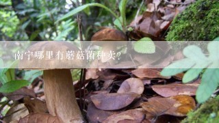 南宁哪里有蘑菇菌种卖？