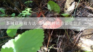 茶树菇种植方法 茶树菇种植方法是什么