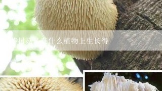 茶树菇是在什么植物上生长得