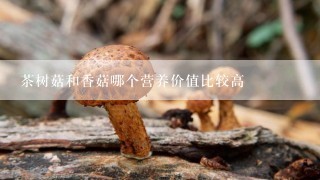 茶树菇和香菇哪个营养价值比较高