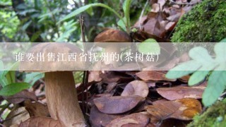 谁要出售江西省抚州的(茶树菇)