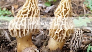 广东哪里有茶树菇栽培技术学习?