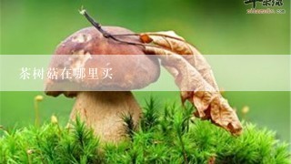 茶树菇在哪里买