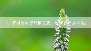 茶树菇的管理很重要，如何管理茶树菇？