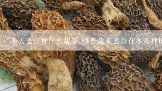 冬天适合种什么蔬菜 哪些蔬菜适合在冬天种植