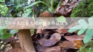 600平大温室大棚种植茶树菇成本