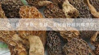 金针菇、平菇、香菇、茶树菇种植到哪里学，学种菇技术到哪里学