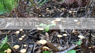 茶树菇怎么烹饪？