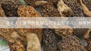 常见人工菌种的提取与培养怎样学习，如茶树菇