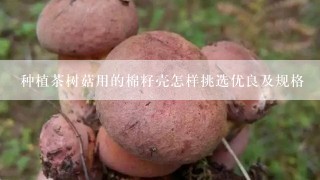 种植茶树菇用的棉籽壳怎样挑选优良及规格