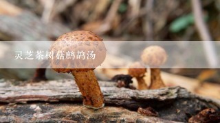 灵芝茶树菇鹧鸪汤