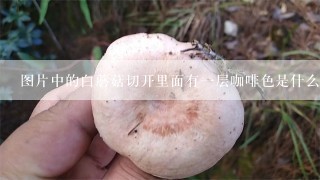 图片中的白蘑菇切开里面有一层咖啡色是什么？有毒吗？