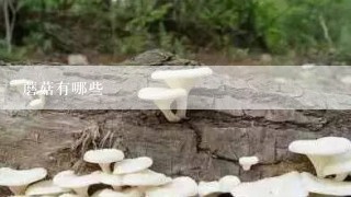 蘑菇有哪些