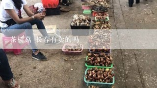 茶树菇 长春有卖的吗