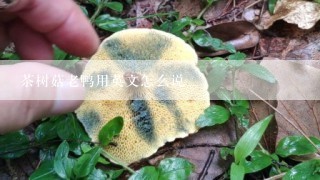 茶树菇老鸭用英文怎么说