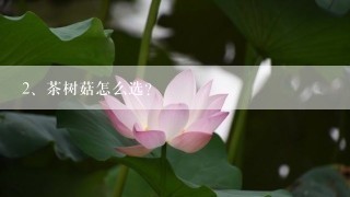 茶树菇怎么选？