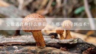 安徽适合种什么蘑菇？在哪可以学到技术？