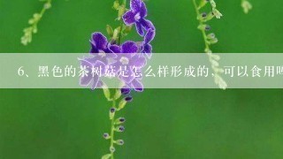 黑色的茶树菇是怎么样形成的，可以食用吗？？？